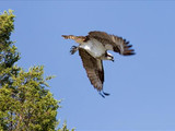 Osprey in flight, Yellowstone National Park, 2014