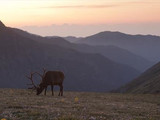Rocky Mountain elk, Rocky Mountain National Park, 2015